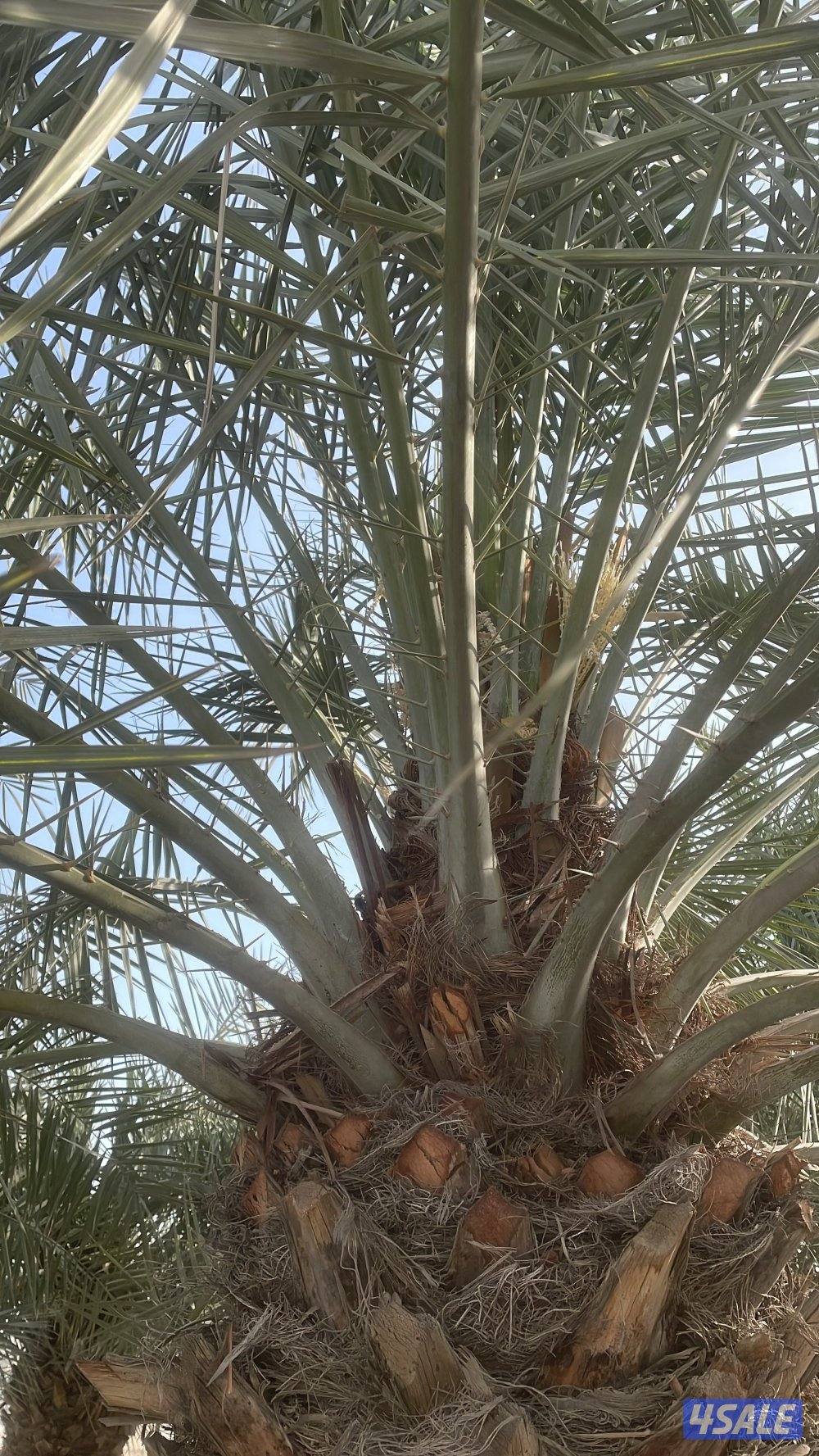 الهوازي للنخيل3