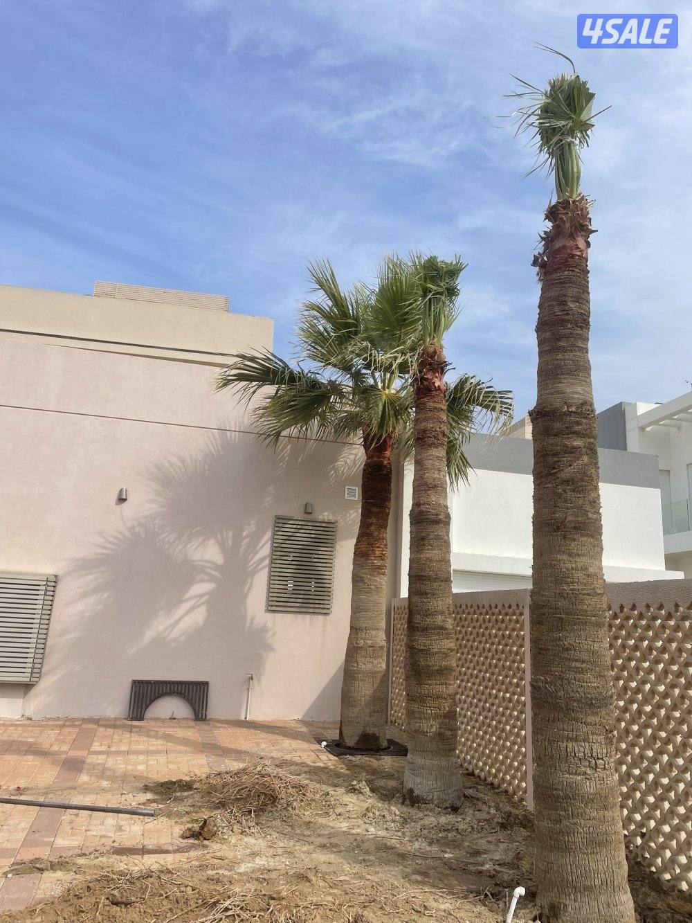 الهوازي للنخيل4