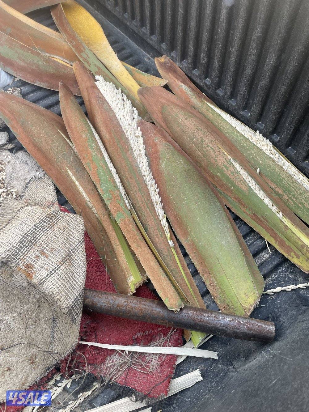 الهوازي للنخيل5