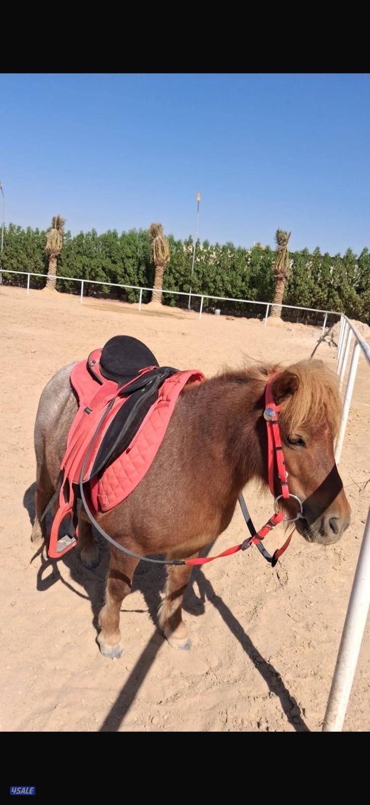 للبيع بونيه هاديه وشرط السلم2