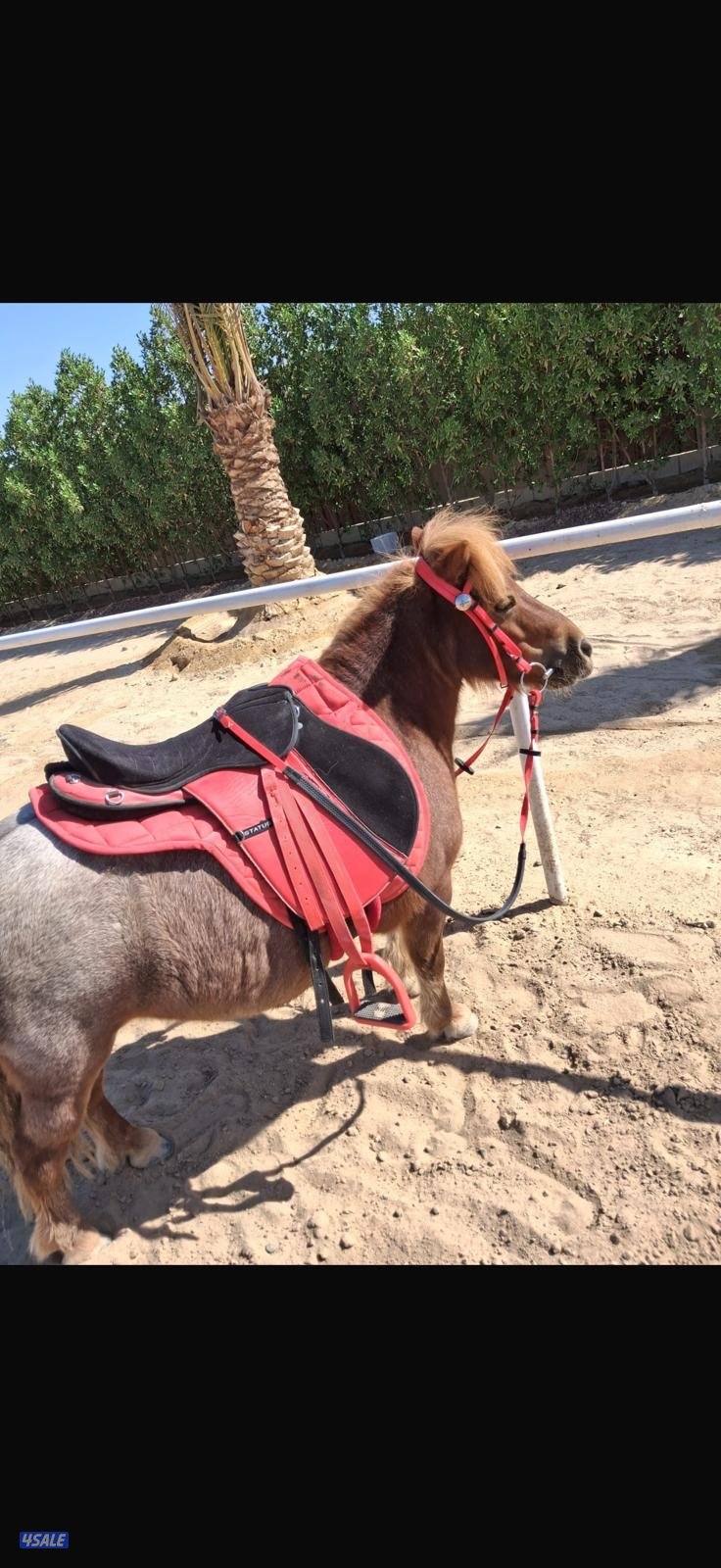 للبيع بونيه هاديه وشرط السلم0