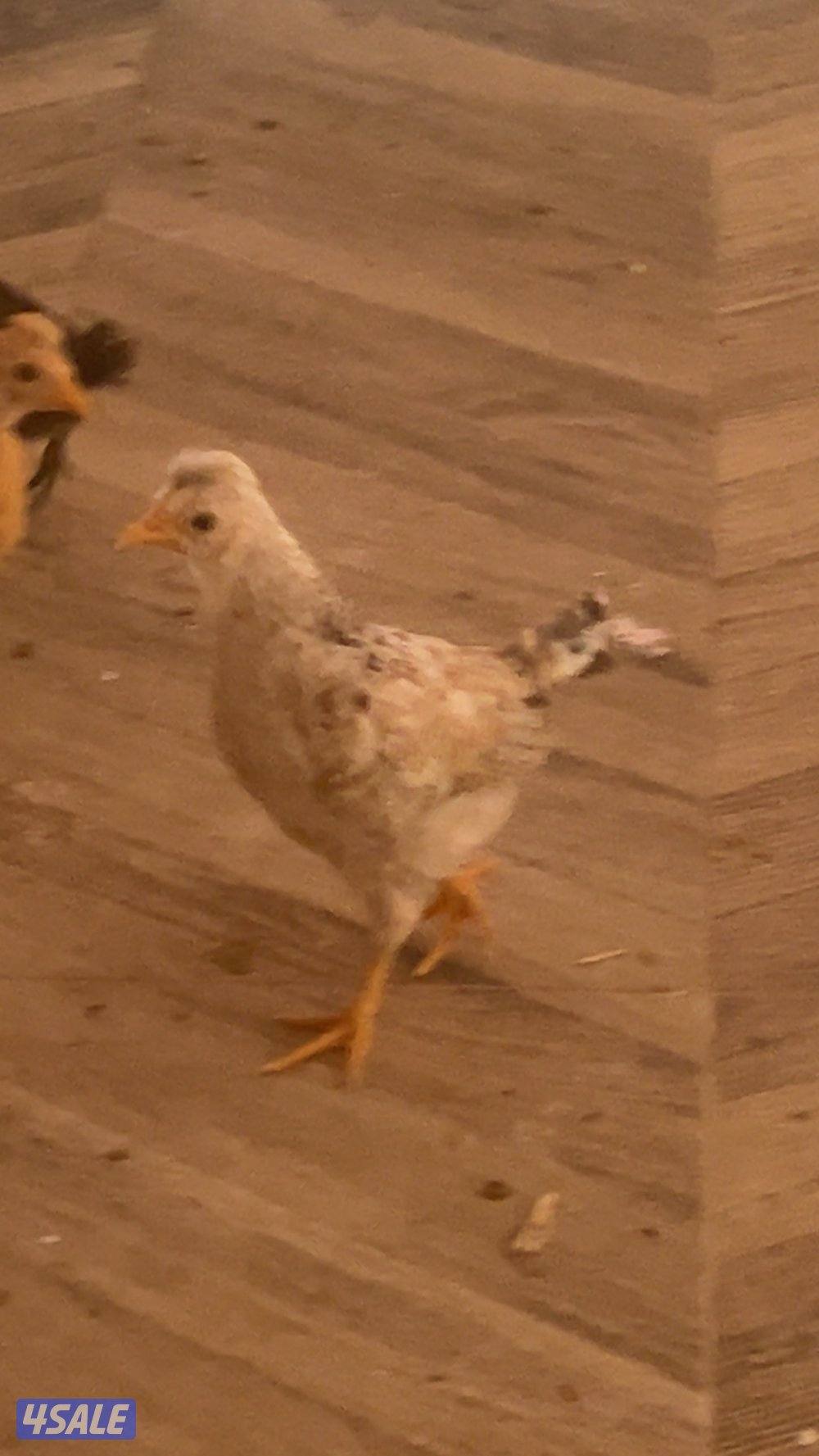 دجاج ب 3.250أنواع عربي و حباحب و حمام زاجل و لوت و يوجد زينه اللوت11