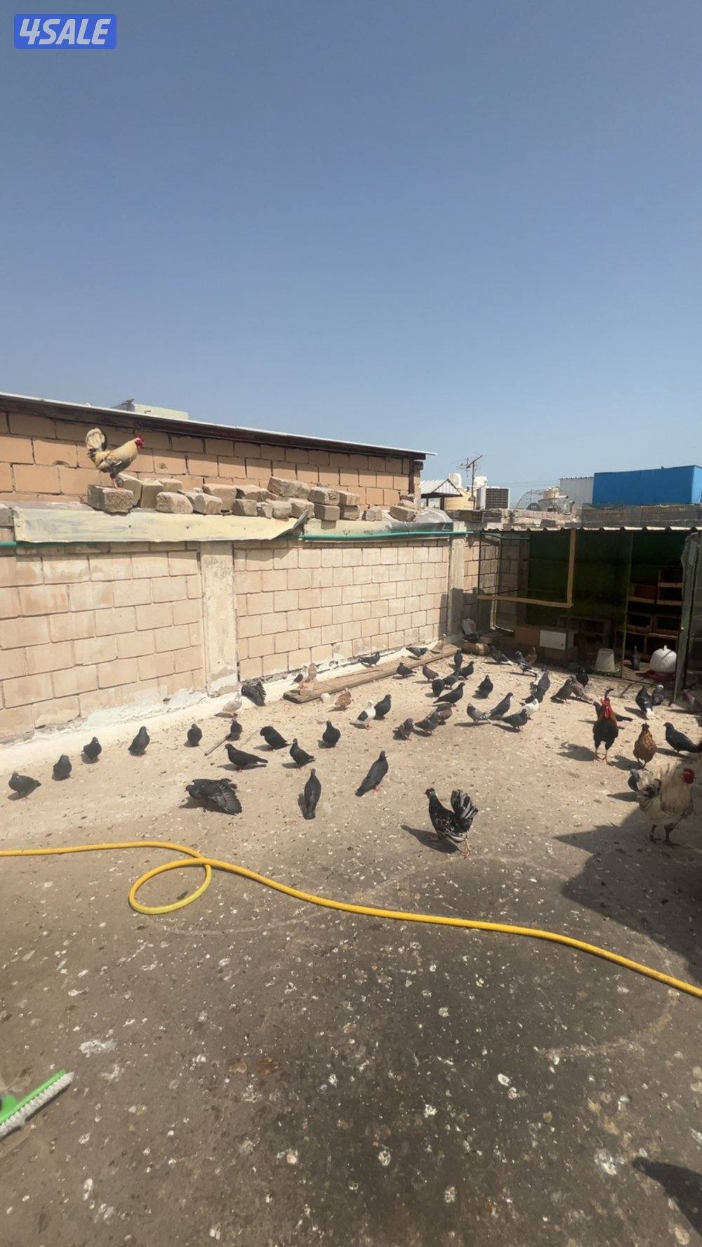 دجاج ب 3.250أنواع عربي و حباحب و حمام زاجل و لوت و يوجد زينه اللوت12