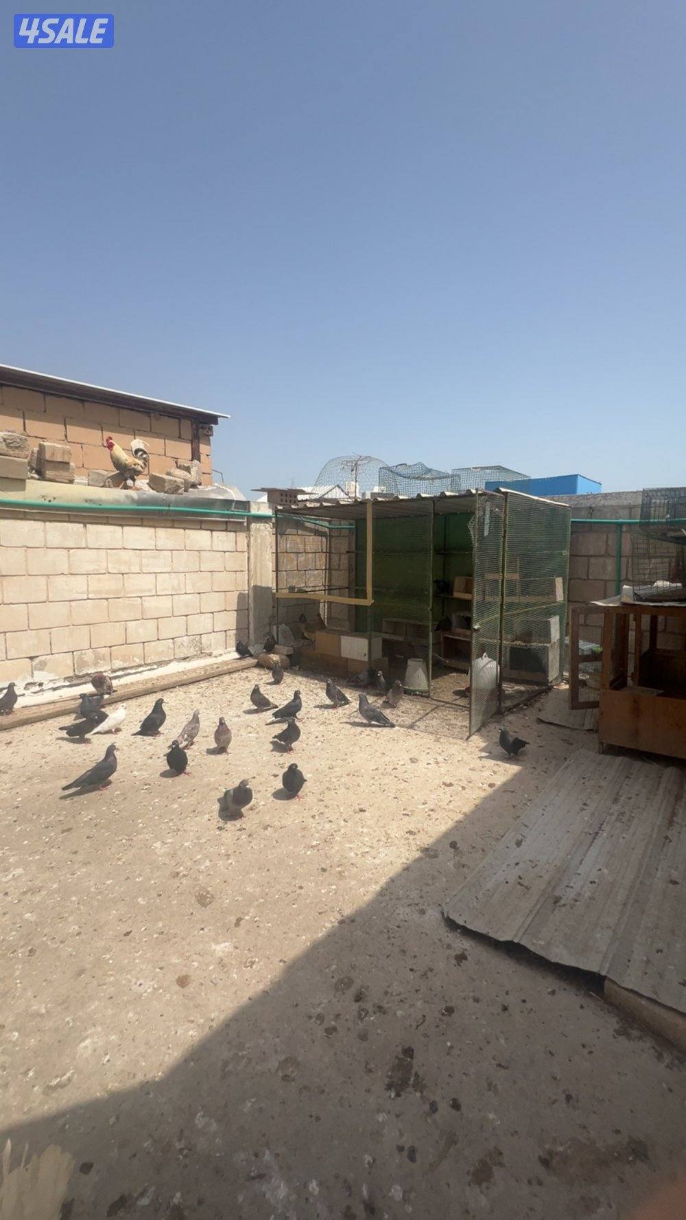 دجاج ب 3.250أنواع عربي و حباحب و حمام زاجل و لوت و يوجد زينه اللوت13
