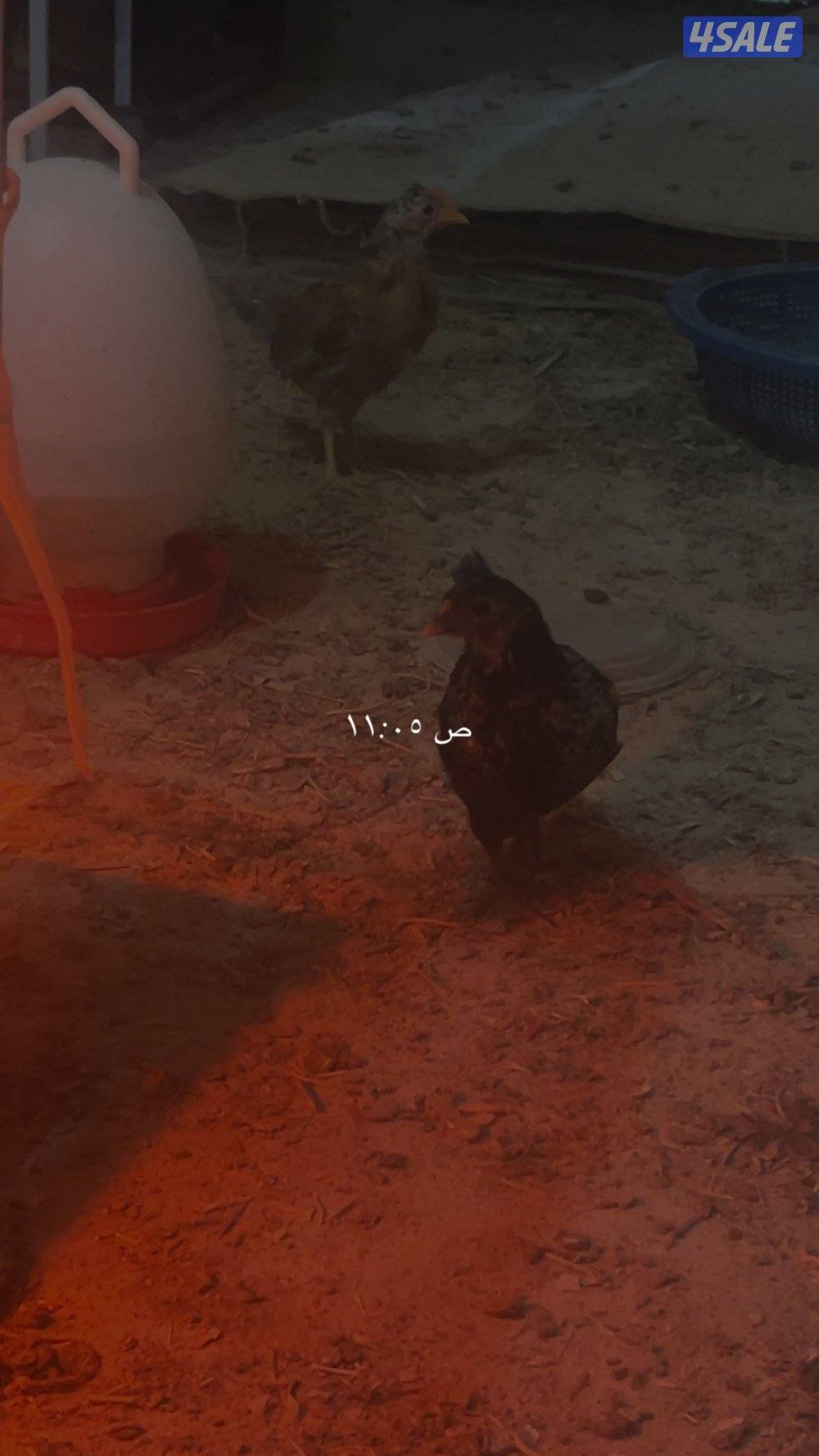 دجاج ب 3.250أنواع عربي و حباحب و حمام زاجل و لوت و يوجد زينه اللوت14
