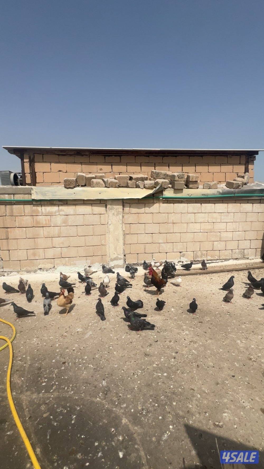 دجاج ب 3.250أنواع عربي و حباحب و حمام زاجل و لوت و يوجد زينه اللوت16