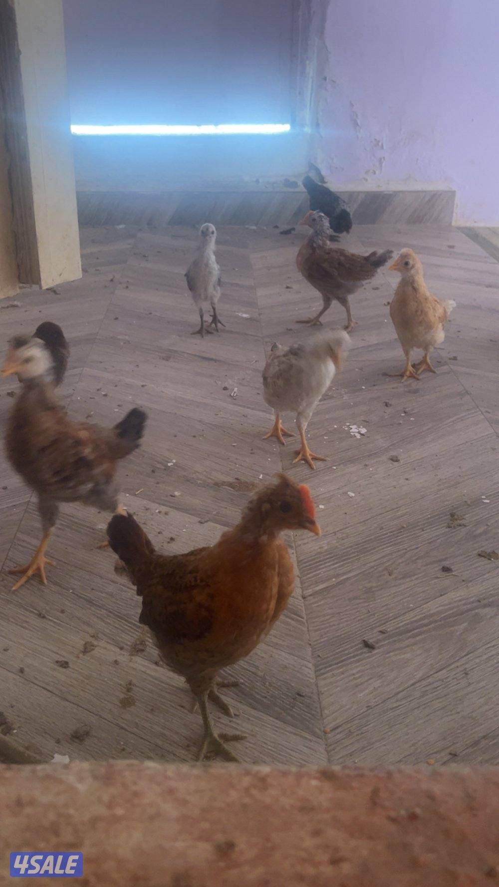 دجاج ب 3.250أنواع عربي و حباحب و حمام زاجل و لوت و يوجد زينه اللوت17