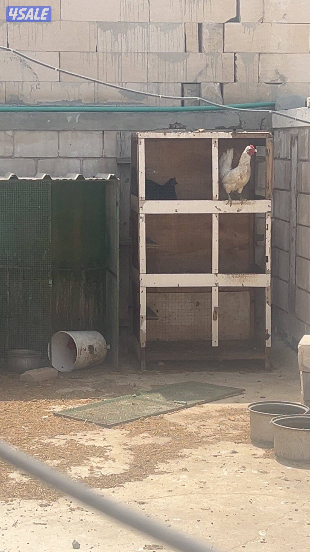 دجاج ب 3.250أنواع عربي و حباحب و حمام زاجل و لوت و يوجد زينه اللوت18