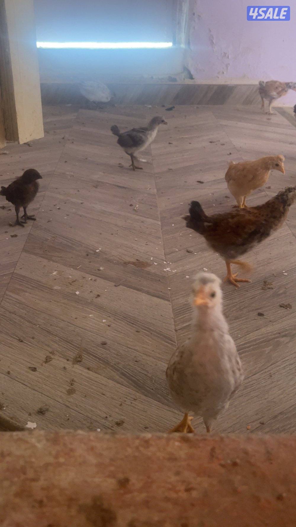 دجاج ب 3.250أنواع عربي و حباحب و حمام زاجل و لوت و يوجد زينه اللوت19