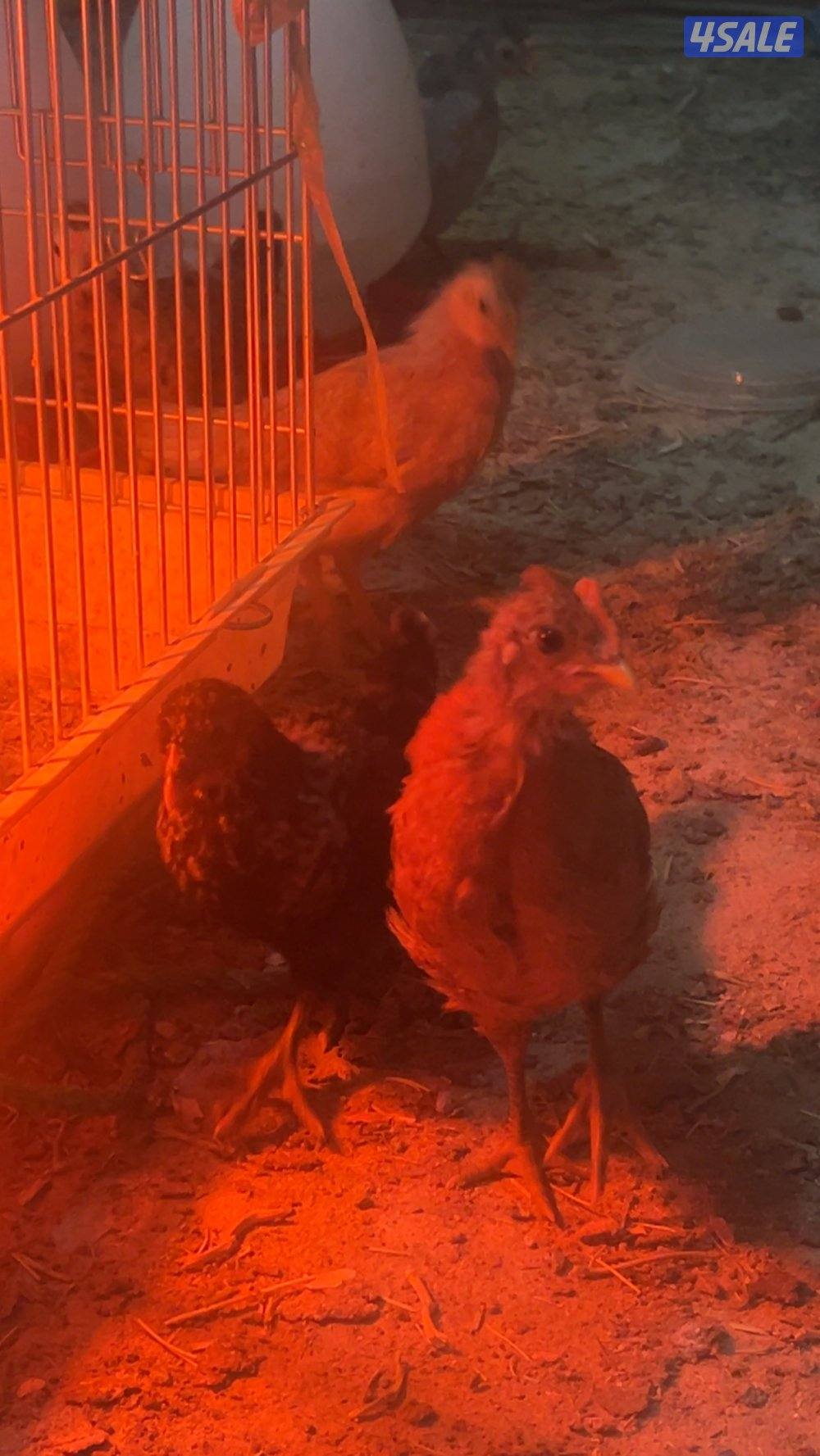 دجاج ب 3.250أنواع عربي و حباحب و حمام زاجل و لوت و يوجد زينه اللوت110