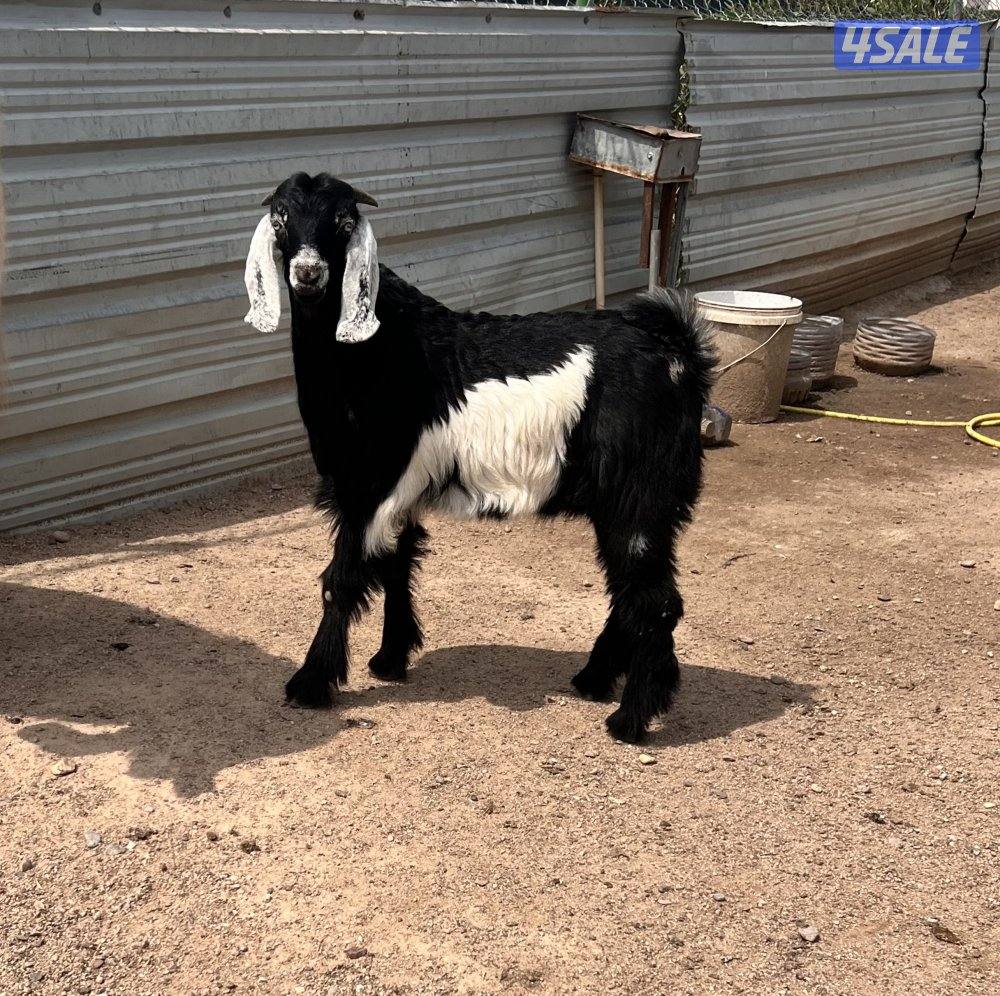 للبيع تيس مندي0