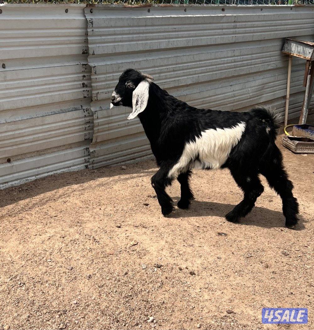 للبيع تيس مندي1