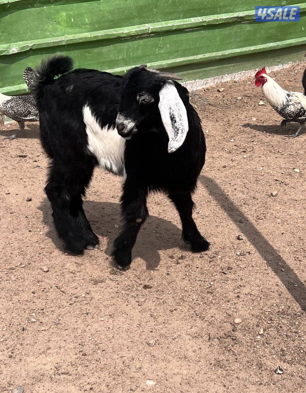 للبيع تيس مندي2