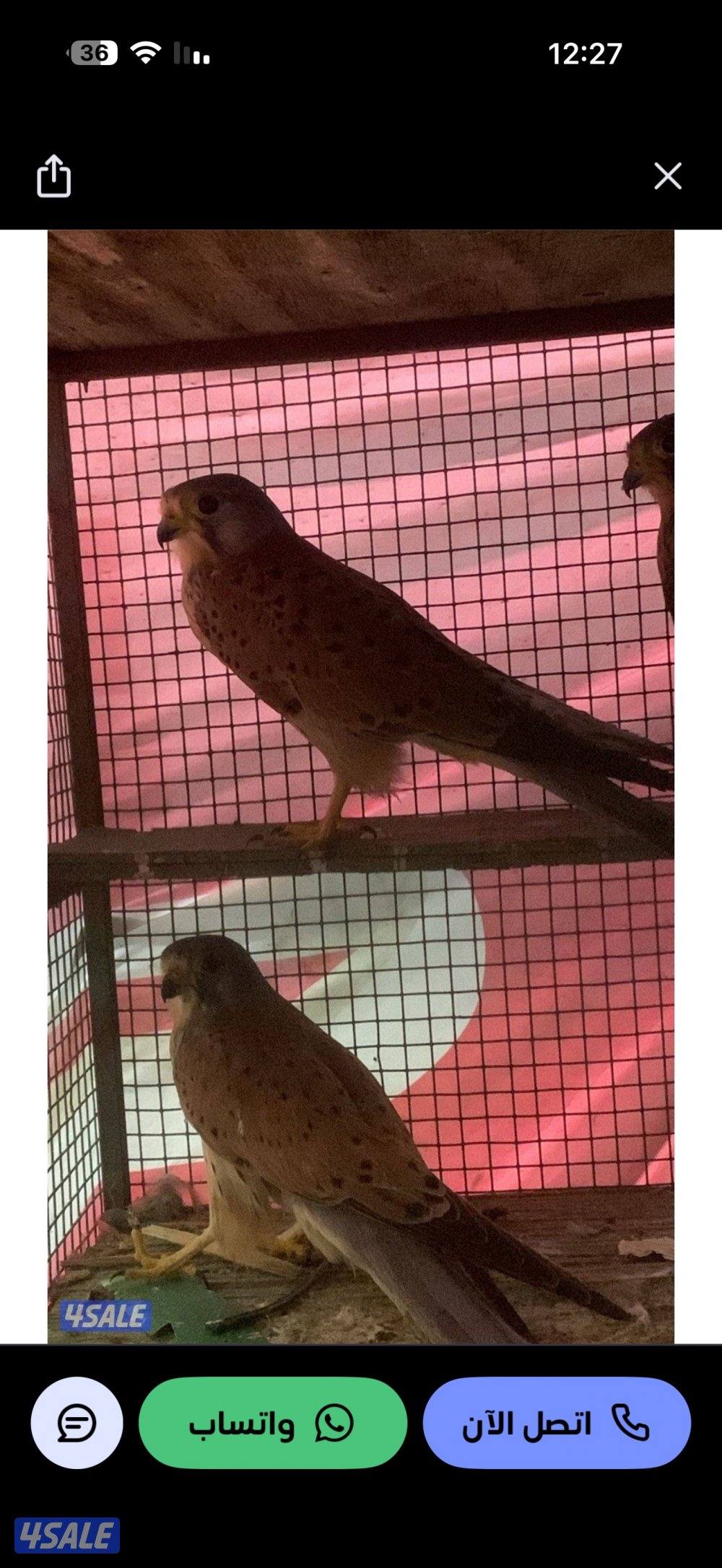 للبيع حميمججات ب 100