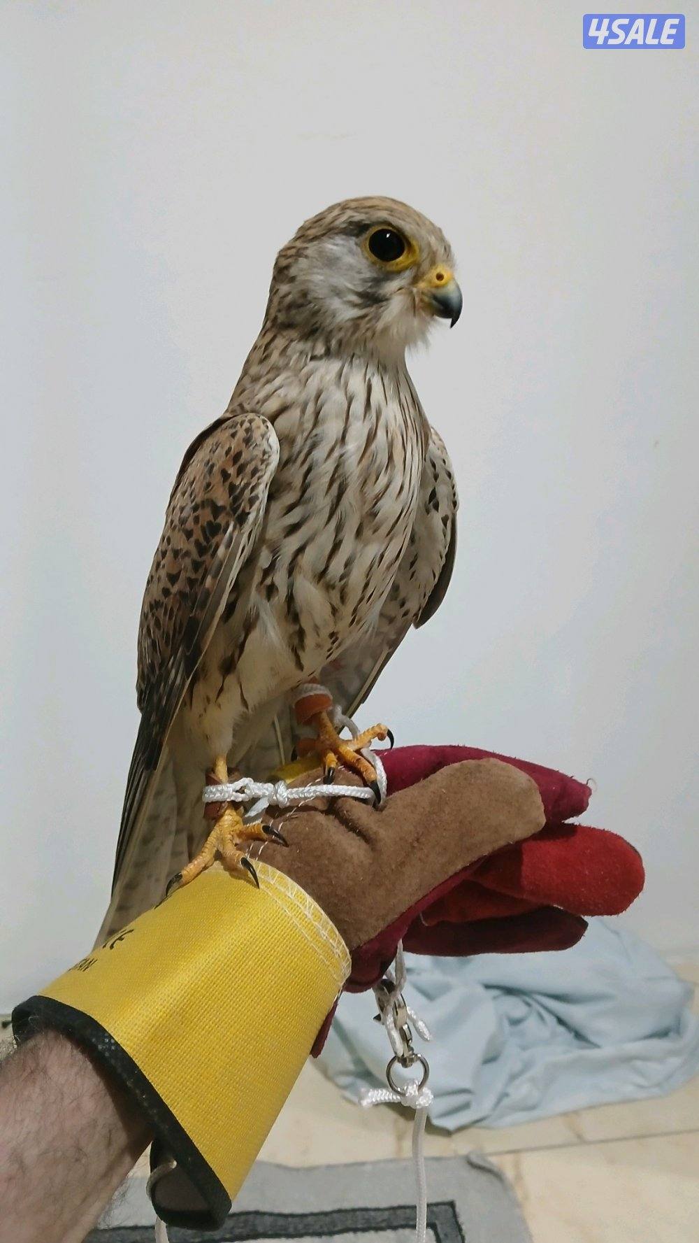 السلام عليكم طير للبيع0