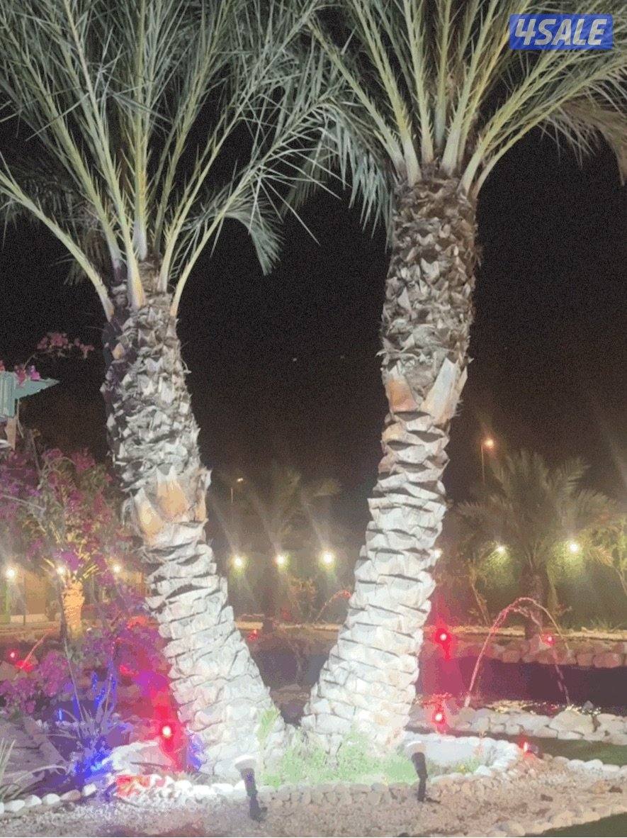 هايلوكس 20225