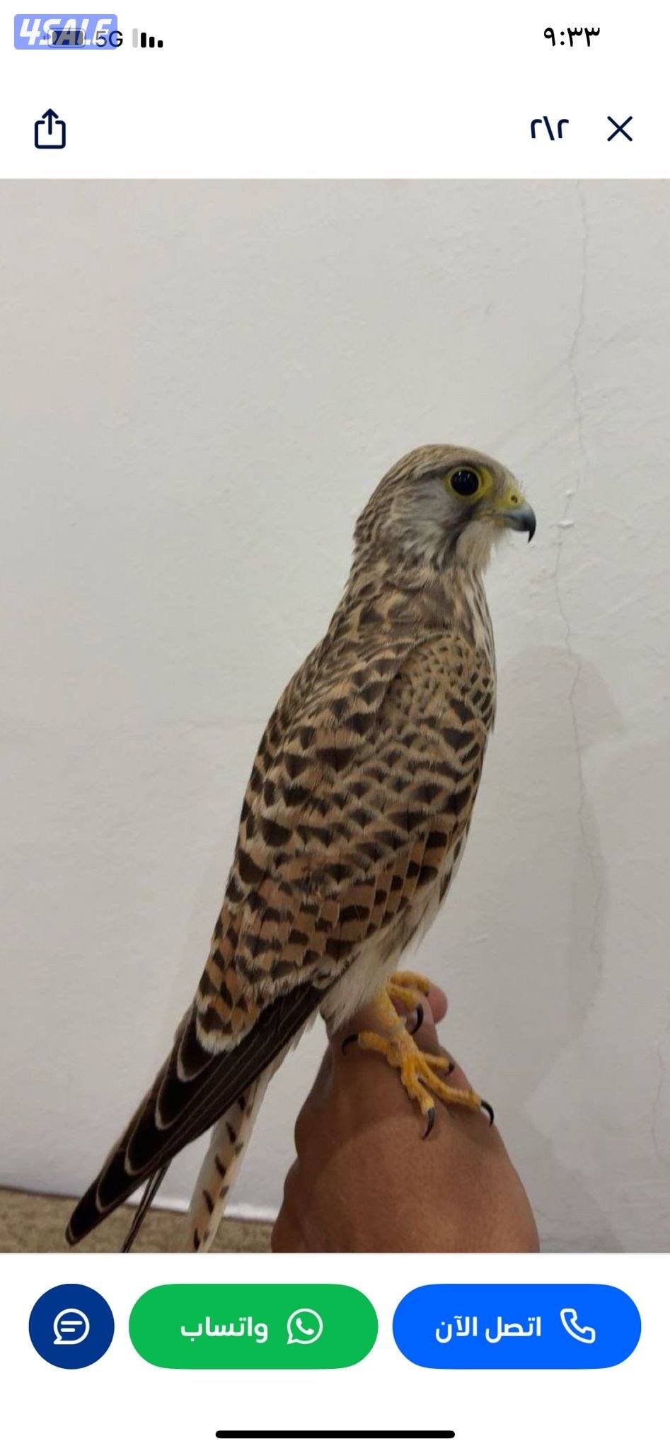 طير مو مدرب ب150