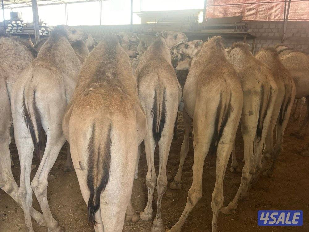 للبيع قعدان سمان شي طيب0