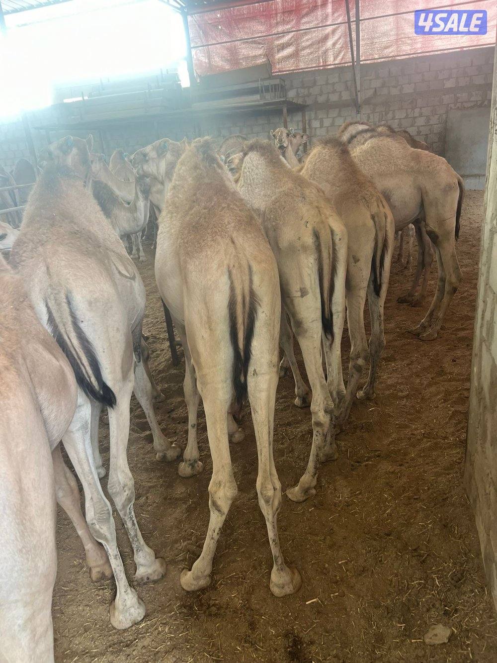 للبيع قعدان سمان شي طيب1