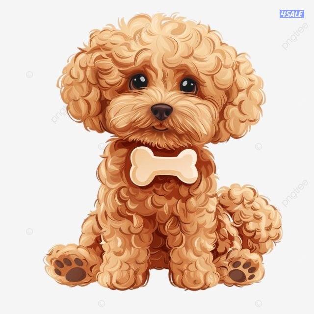 مطلوب توي بودل نثيه للتبني0