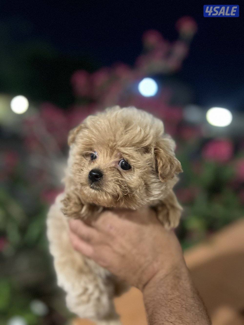 هاي كوالتي تي كب0