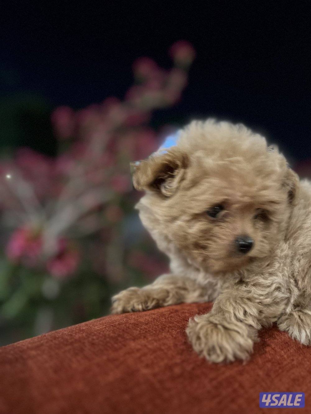 هاي كوالتي تي كب2