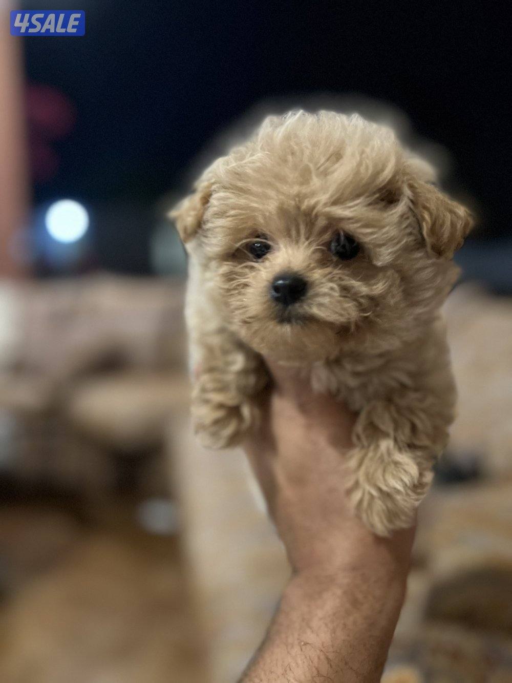 هاي كوالتي تي كب3