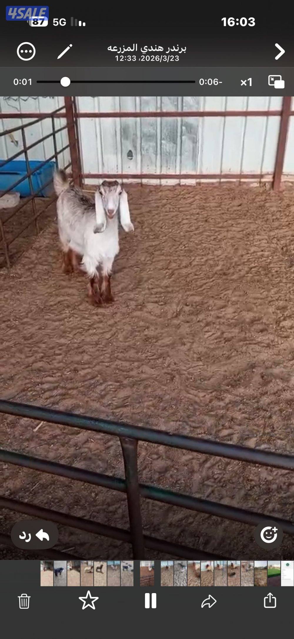 خرفان للبيع وتيوس وجفار1