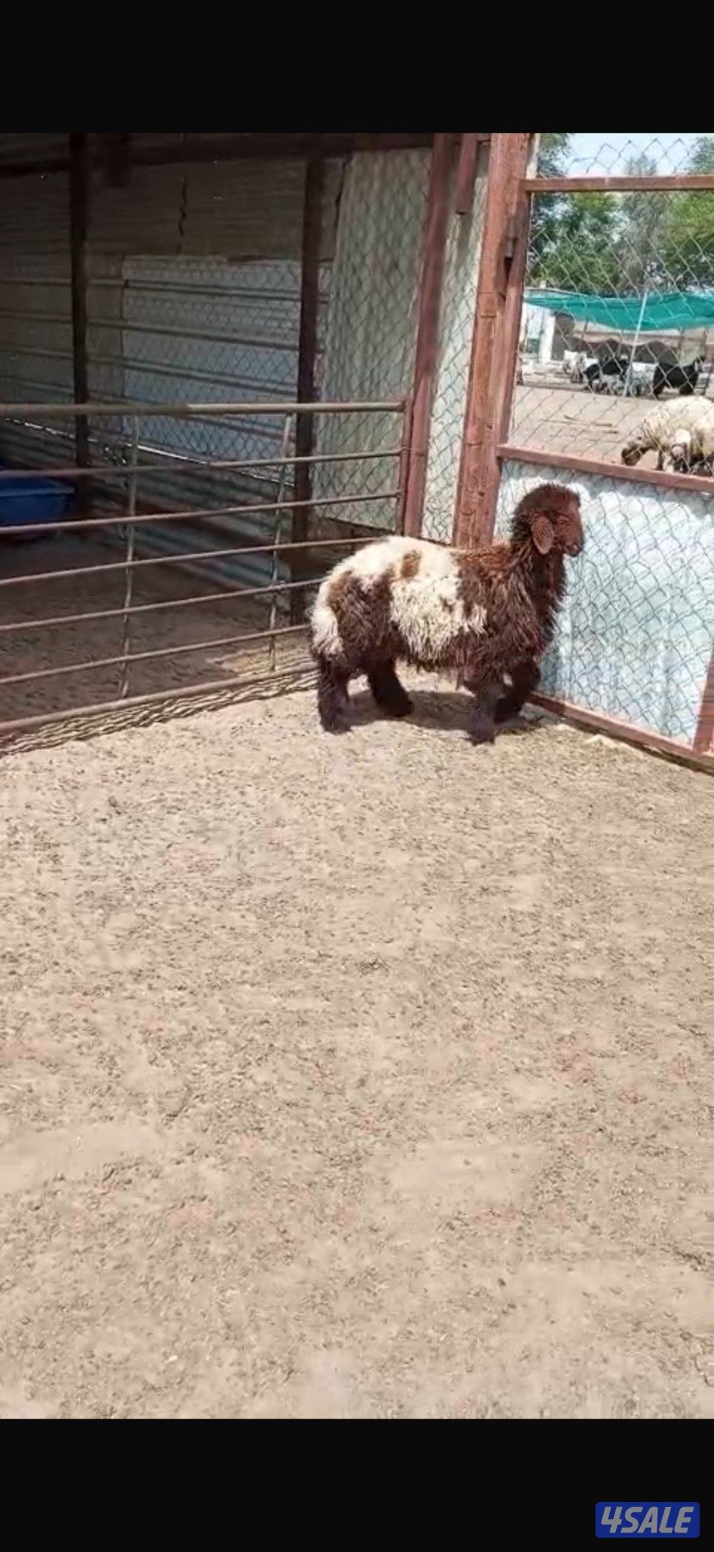 خرفان للبيع وتيوس وجفار2