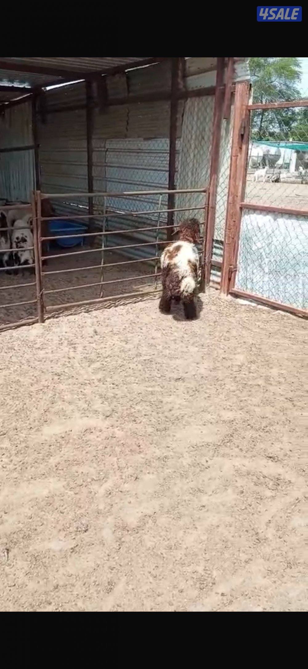 خرفان للبيع وتيوس وجفار3