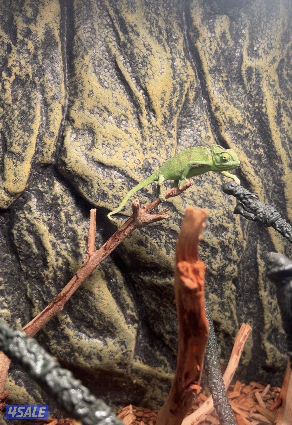 للبيع حرباء مع مستلزماتها1