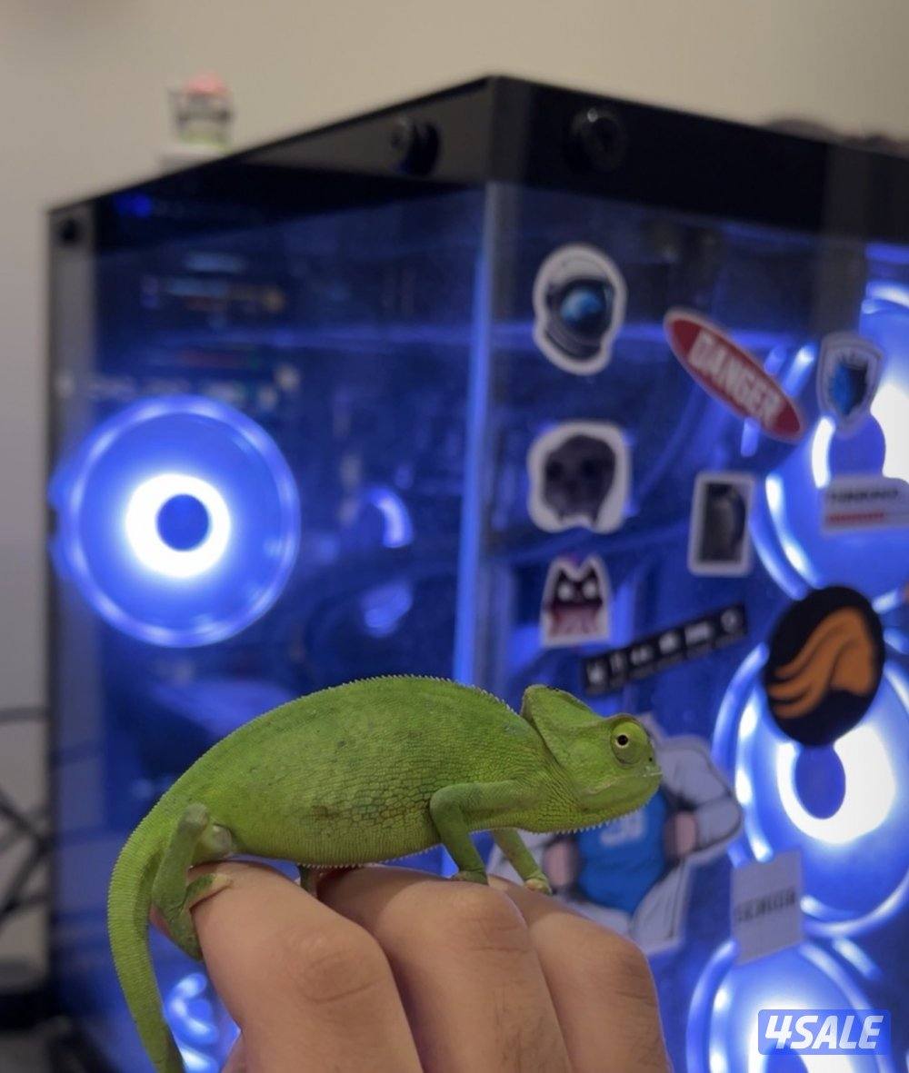 للبيع حرباء مع مستلزماتها2