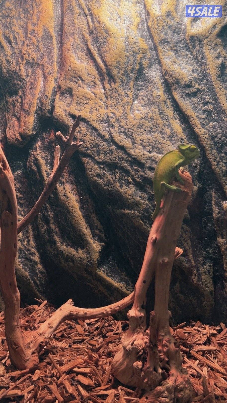 للبيع حرباء مع مستلزماتها3