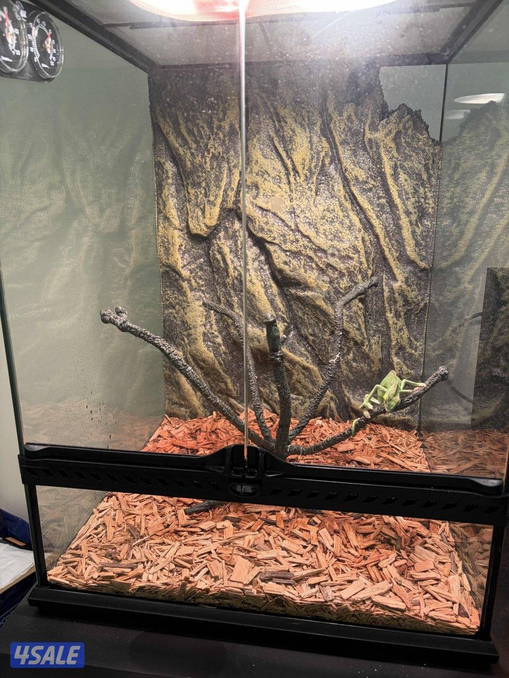 للبيع حرباء مع مستلزماتها4