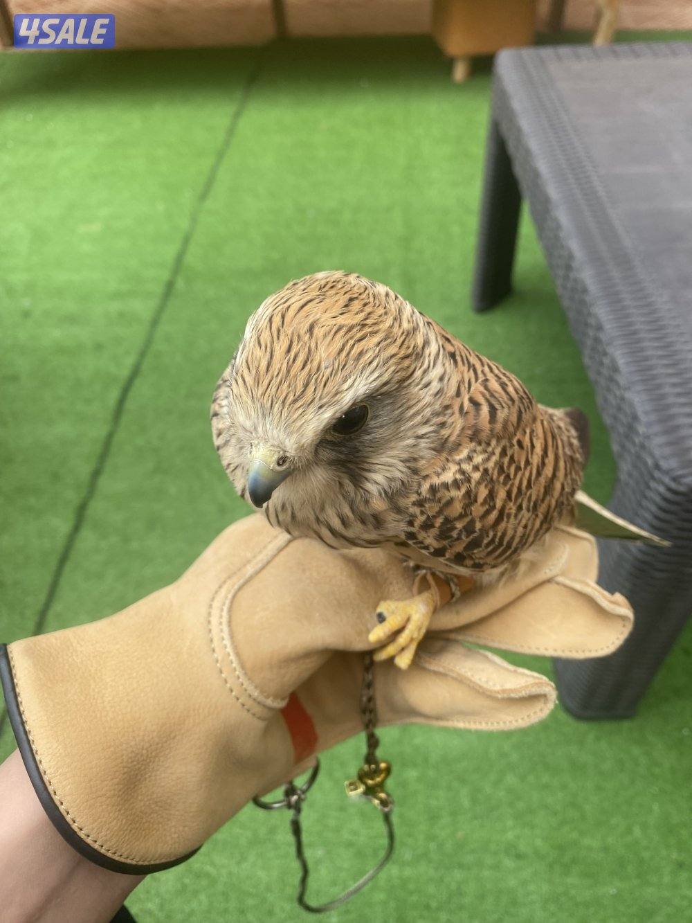 للبيع طير مع اغراض غيرمدرب0