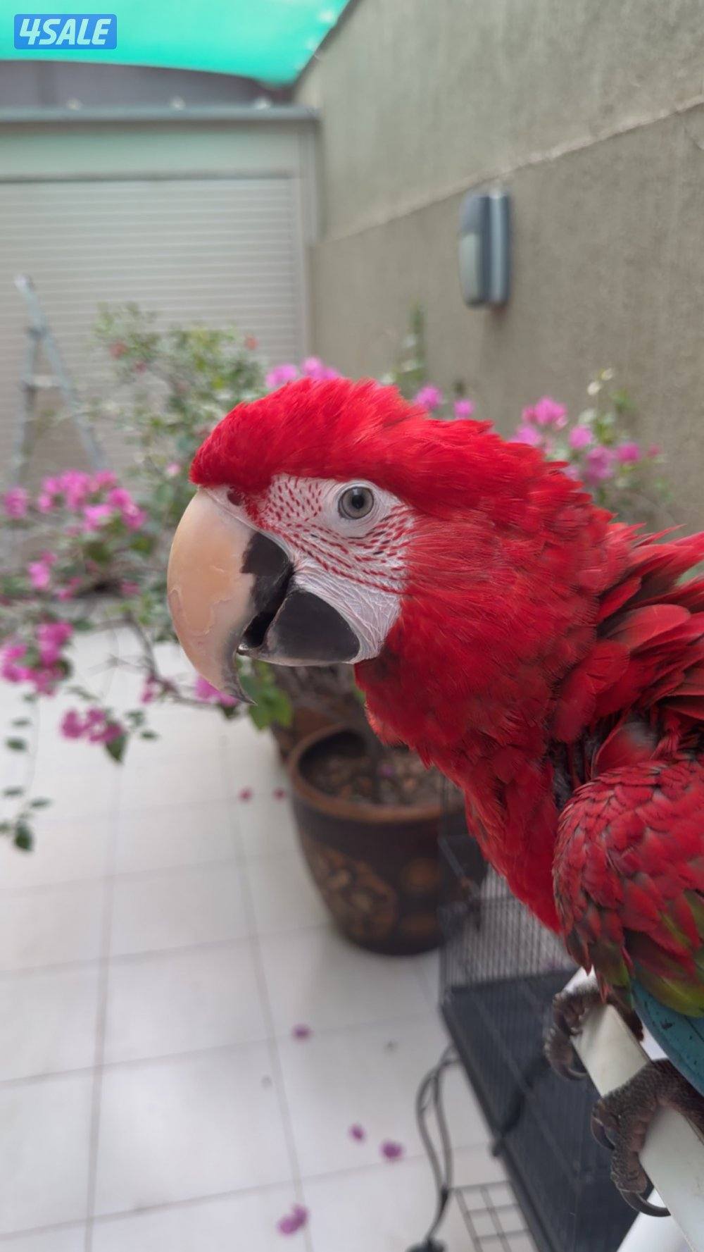 للبيع مكاو قرين وينق عمره سنه0