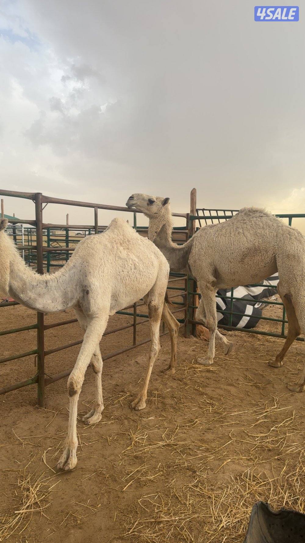 بعير و ٣ بكار1