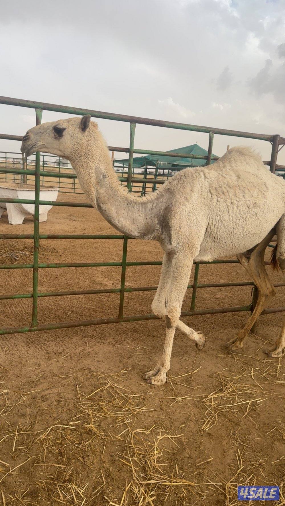 بعير و ٣ بكار2