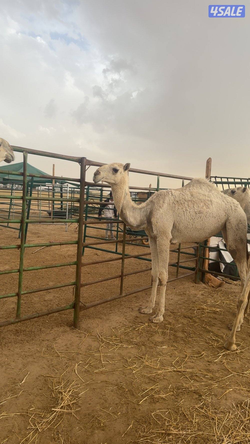 بعير و ٣ بكار3