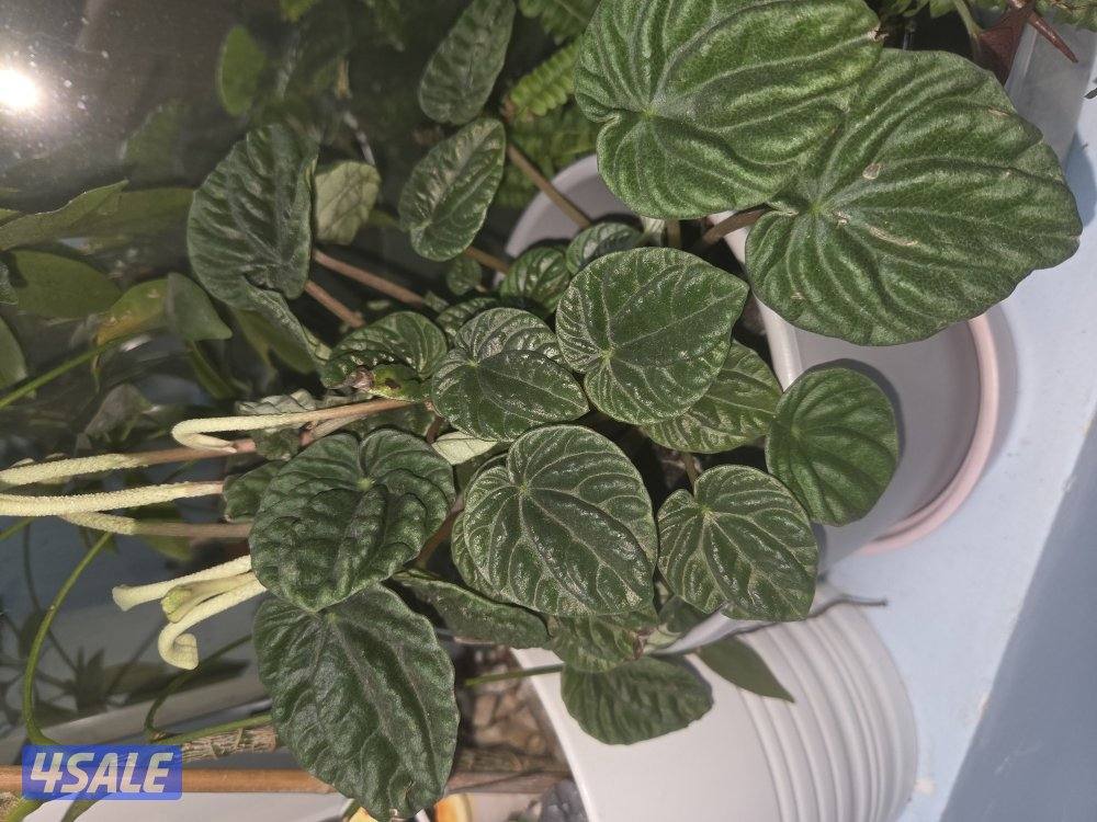 منزل دورين مجدد بالكامل0