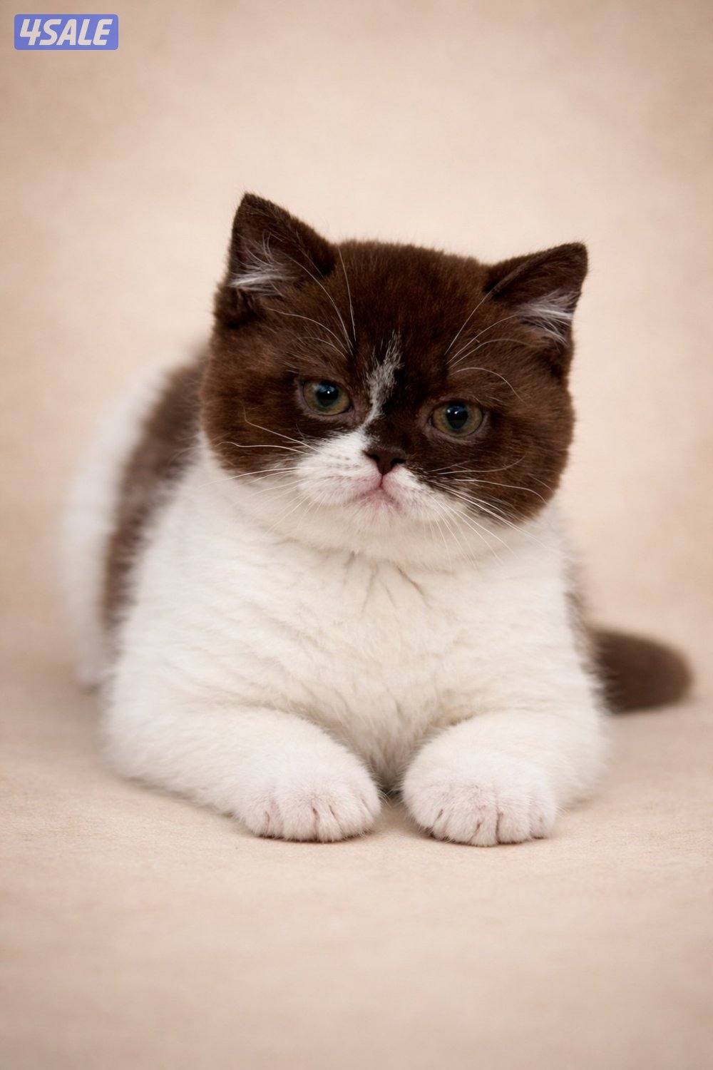 كتن برتش باي كلر حامل لجين اودايز من كاتري شهير0