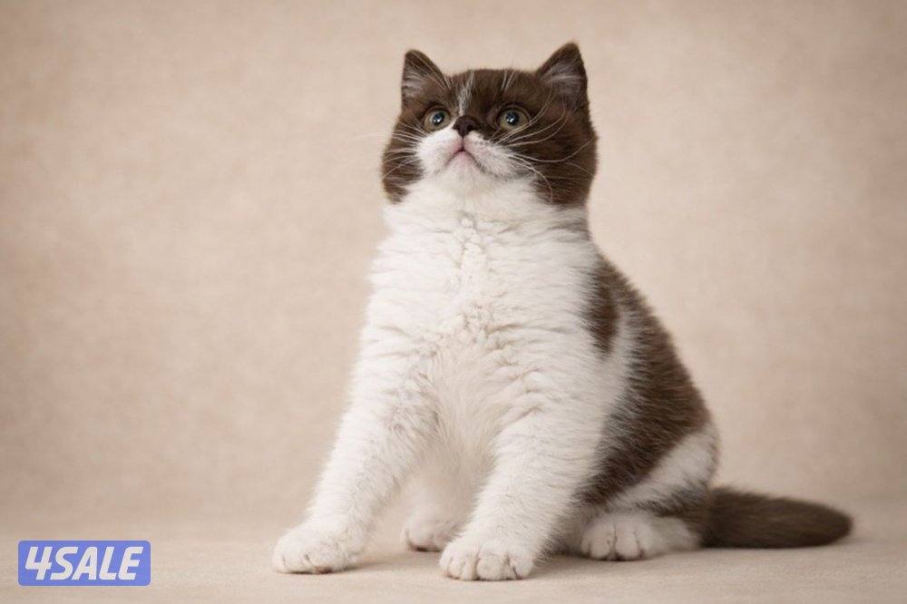 كتن برتش باي كلر حامل لجين اودايز من كاتري شهير1