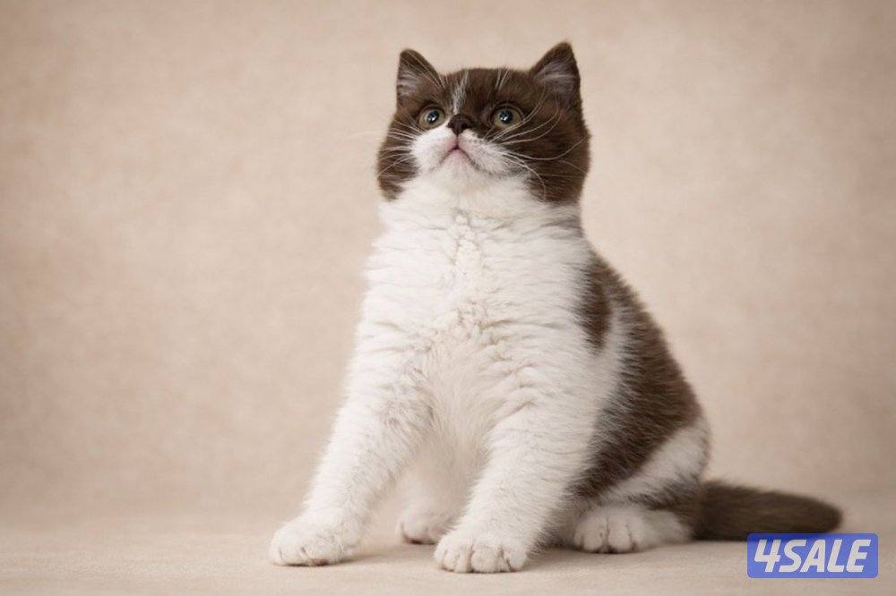 كتن برتش باي كلر حامل لجين اودايز من كاتري شهير2