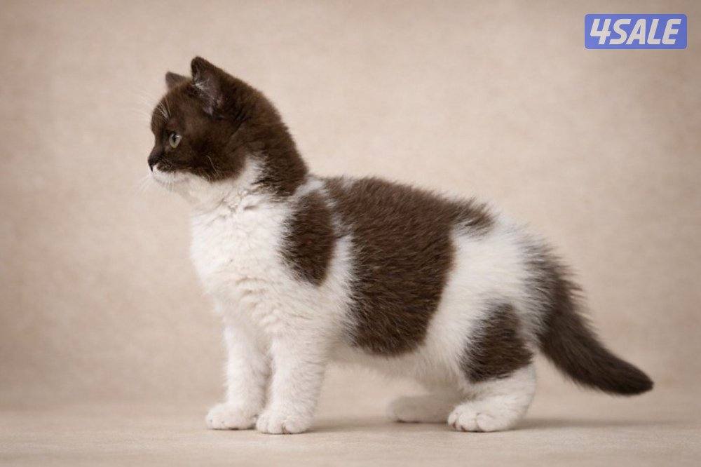 كتن برتش باي كلر حامل لجين اودايز من كاتري شهير3