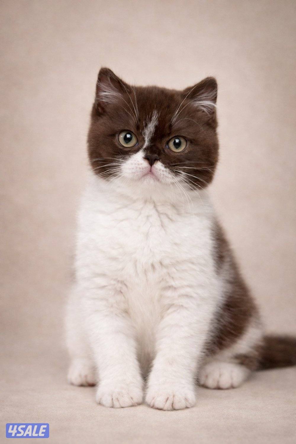 كتن برتش باي كلر حامل لجين اودايز من كاتري شهير5