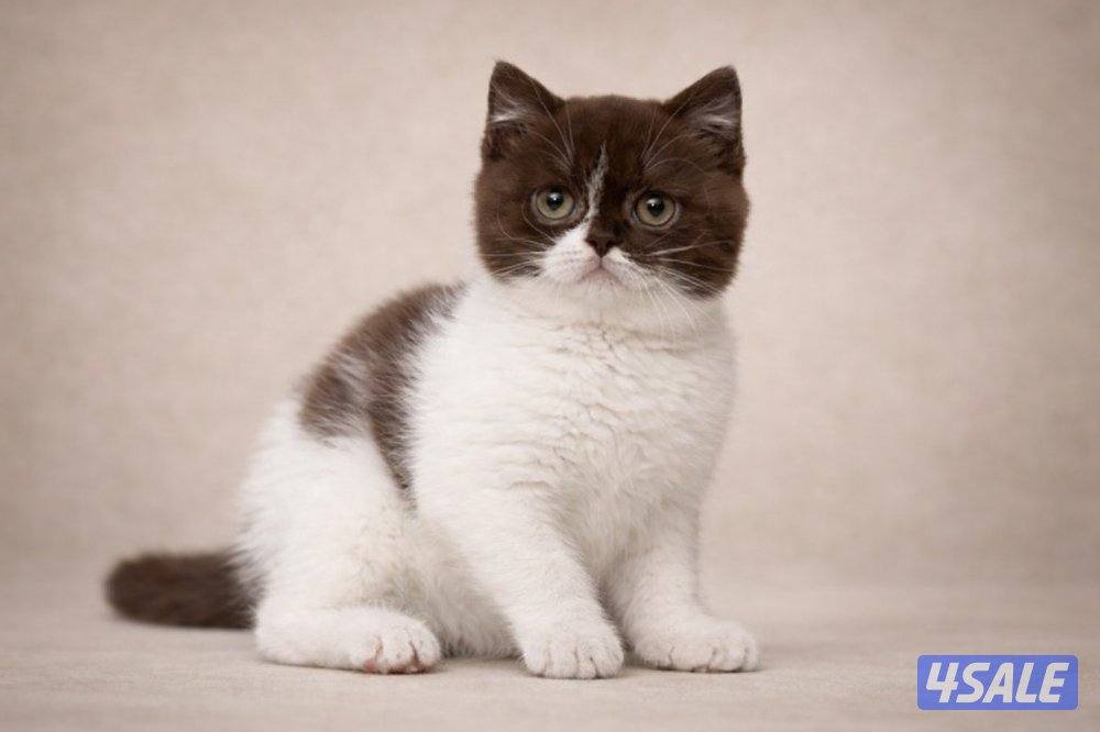 كتن برتش باي كلر حامل لجين اودايز من كاتري شهير4