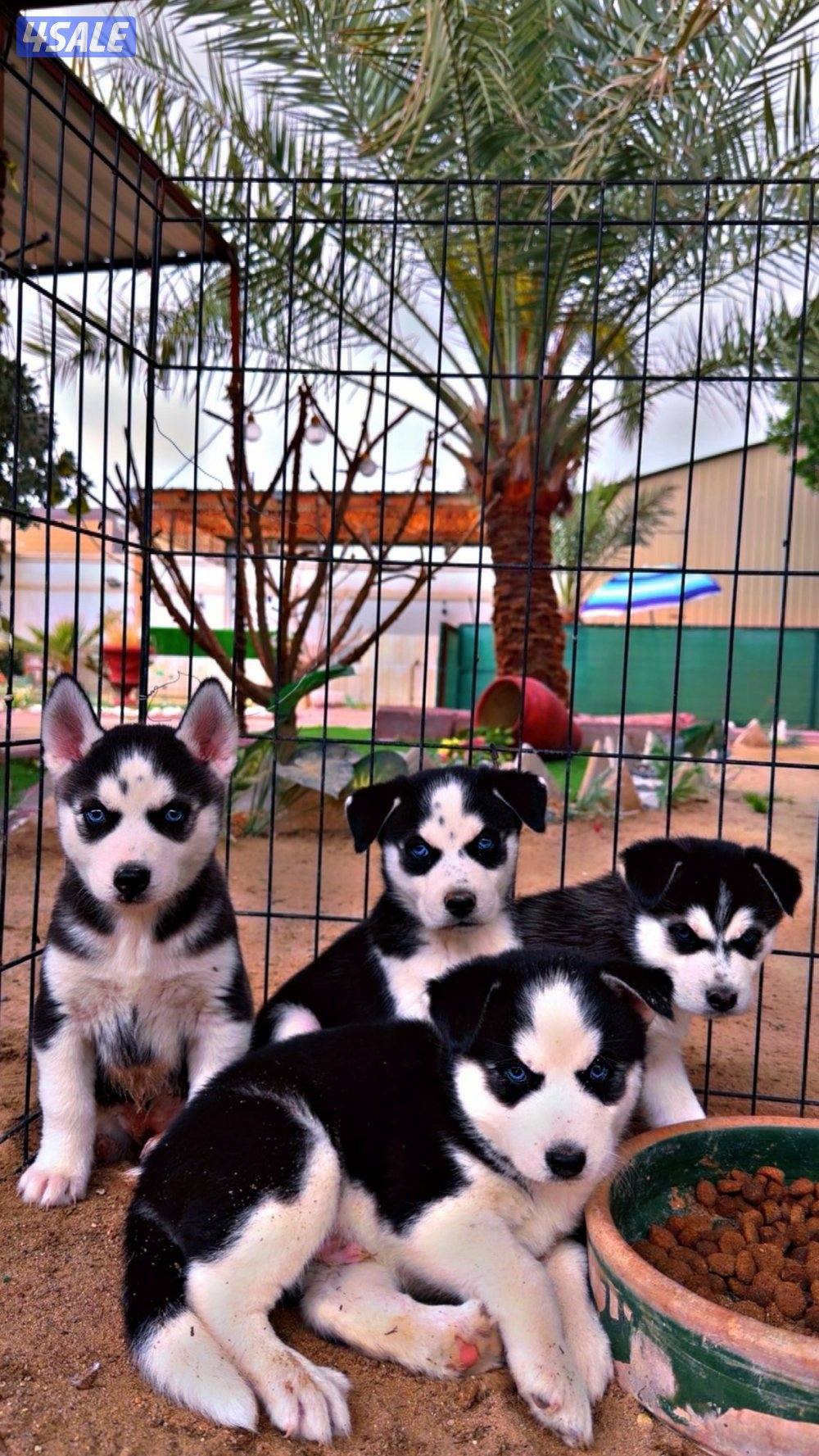 🏆 للبيع جراء هاسكي 🏆0