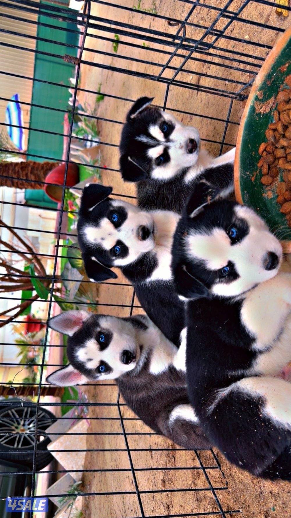 🏆 للبيع جراء هاسكي 🏆1