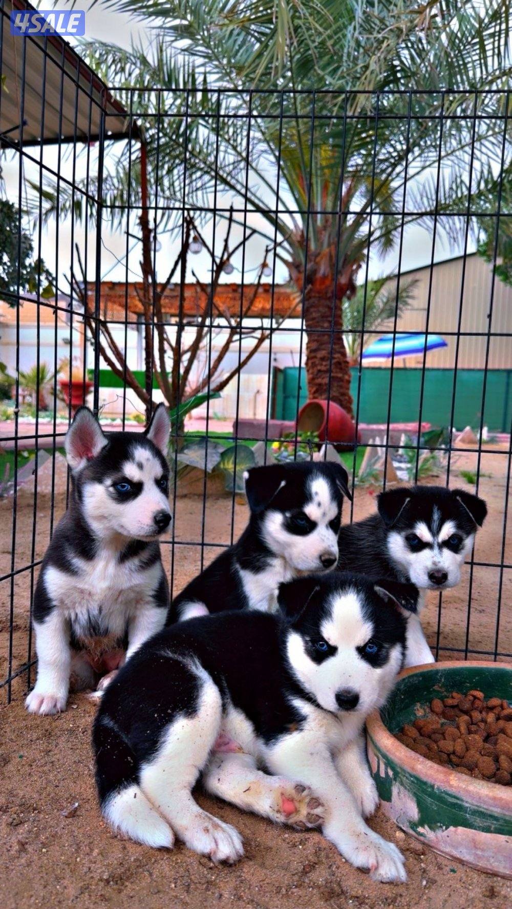 🏆 للبيع جراء هاسكي 🏆2