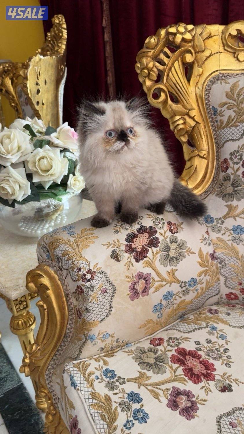 للبيع هملايا جميلة وفخمة جدا0